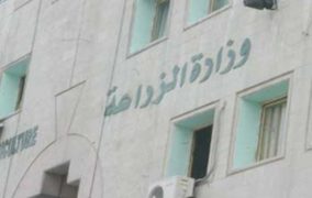 الزراعة : العفن في البطاطا ناجم عن سوء التخزين
