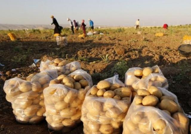 غزة تصدر البطاطا للأردن