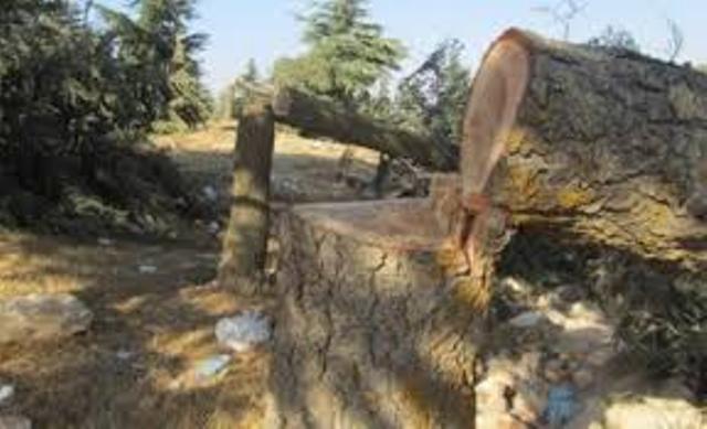 ضبط 82 اعتداء على الغابات في عجلون منذ بداية العام الحالي