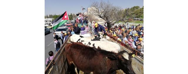 أبقار ودجاج وبيض في اعتصام المزارعين امام
