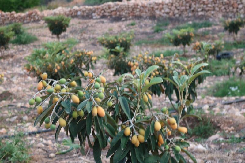 عجلون : مطالب بفتح اسواق خارجية لتصدير فاكهه الاسكدنيا