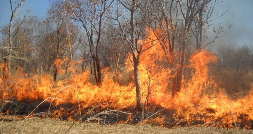 عجلون : إخماد 38 حريق اشجار حرجية خلال عطلة الفطر