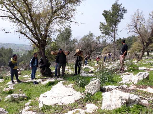 زراعة الكورة تقوم بجمع وتنظيف مستنبت جفين من الاشجار الجافه.