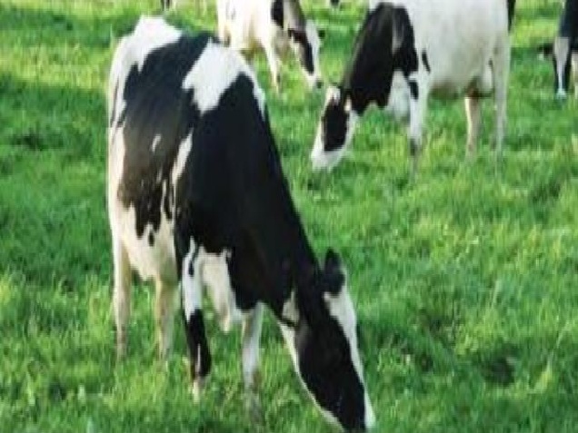 “البحوث الزراعية”: البكتيريا هي المسبب الرئيس لالتهاب الضرع عند الأبقار