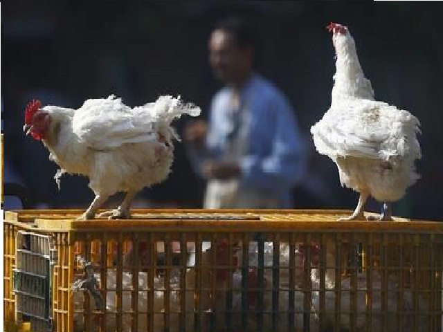 تفشي إنفلونزا الطيور في منطقة بالصين