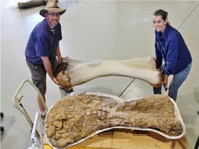 اكتشاف بقايا أكبر ديناصور في العالم بأستراليا