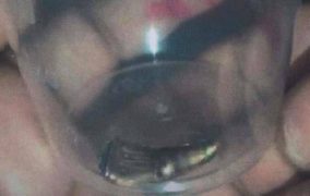 نشر صورة الرصاصة التي اغتالت شرين ابو عاقلة