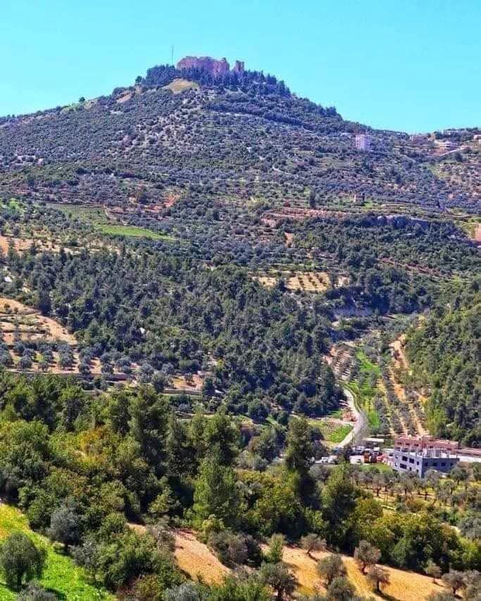 عجلون : ضبط معتدي على الثروة الحرجية بحقه 5 طلبات